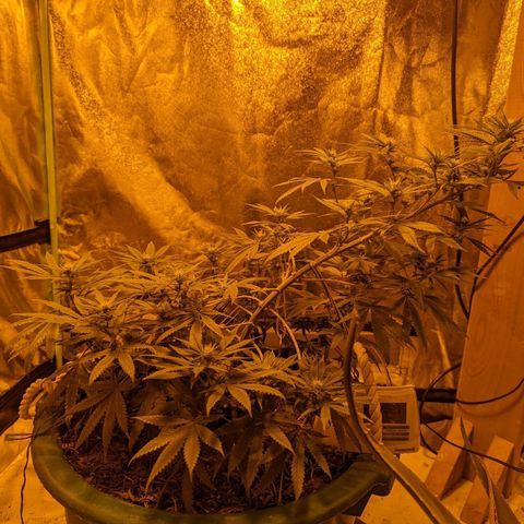 Dbl Choc 1 growlog timeline photo