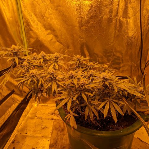 Dbl Choc 1 growlog timeline photo