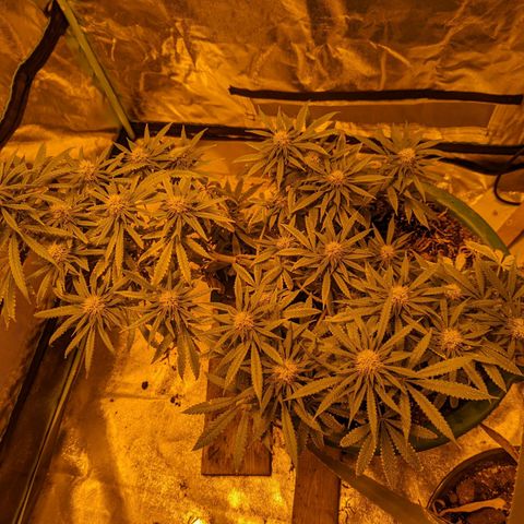 Dbl Choc 1 growlog timeline photo