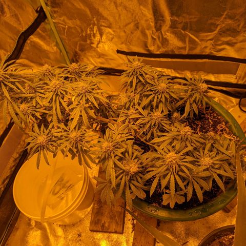 Dbl Choc 1 growlog timeline photo