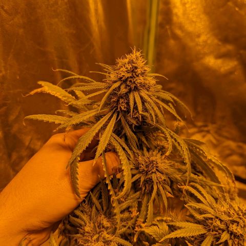 Dbl Choc 1 growlog timeline photo