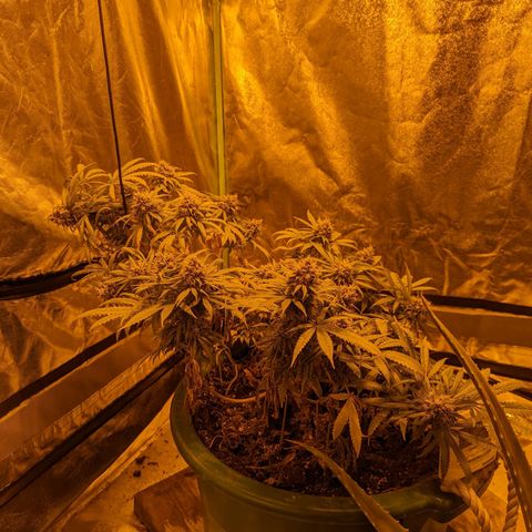 Dbl Choc 1 growlog timeline photo