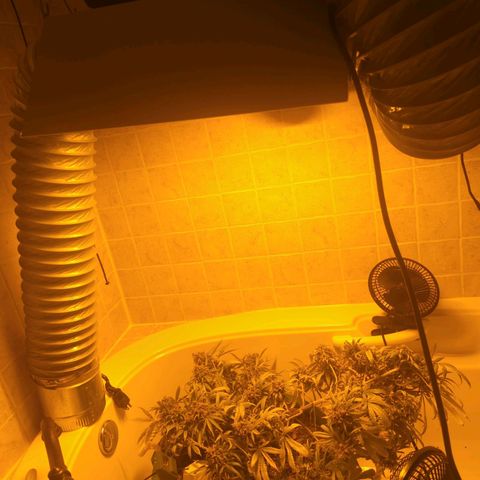 Dbl Choc 1 growlog photo: New home. 2nd new home in 2 days