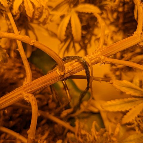 Dbl Choc 1 growlog photo: Absolutely covered in aphids