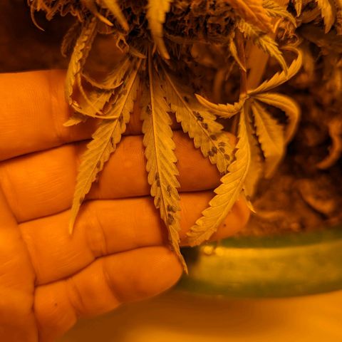 Dbl Choc 1 growlog photo: Absolutely covered in aphids