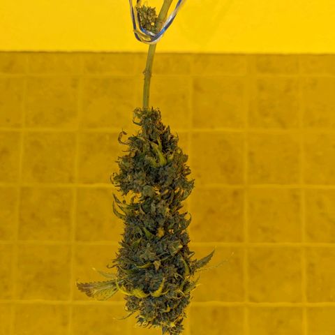 Dbl Choc 1 growlog photo: Harvested 1 cola to see if its ready. Washed the bud in watet and removed leaves with aphids.