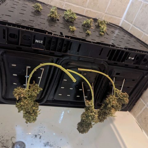 Dbl Choc 1 growlog photo: Drying