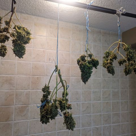 Dbl Choc 1 growlog photo: Drying
