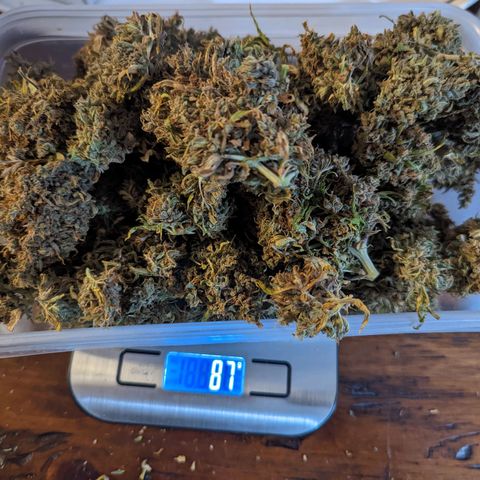 Dbl Choc 1 growlog photo: Curing... Not sure of the weight 