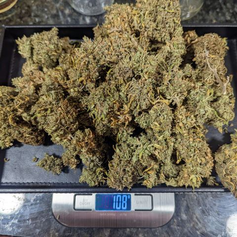 Dbl Choc 1 growlog timeline photo