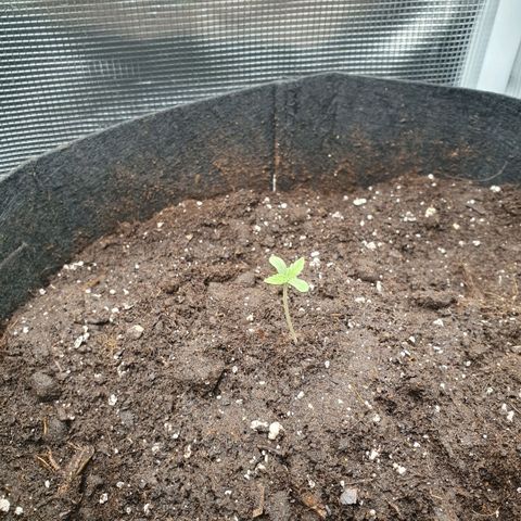 Gorilla Cookies Auto growlog timeline photo