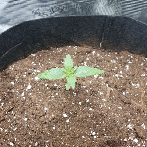 Gorilla Cookies Auto growlog timeline photo