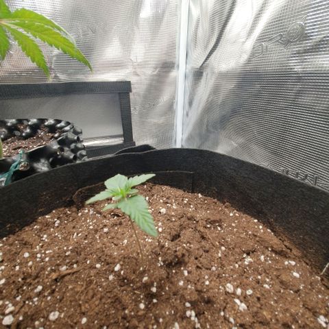Gorilla Cookies Auto growlog timeline photo