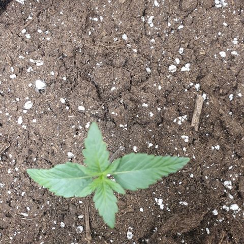 Gorilla Cookies Auto growlog timeline photo