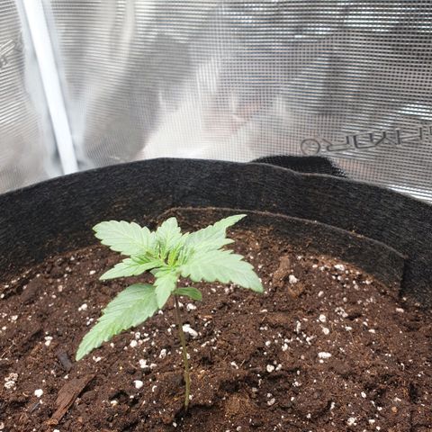 Gorilla Cookies Auto growlog timeline photo