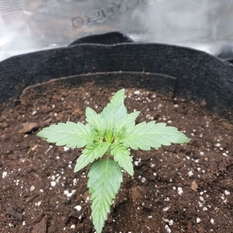 Gorilla Cookies Auto growlog timeline photo