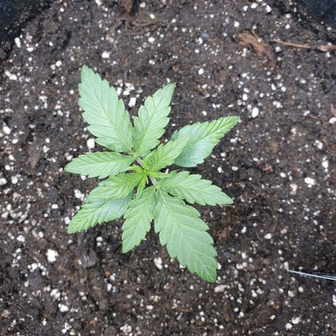 Gorilla Cookies Auto growlog timeline photo