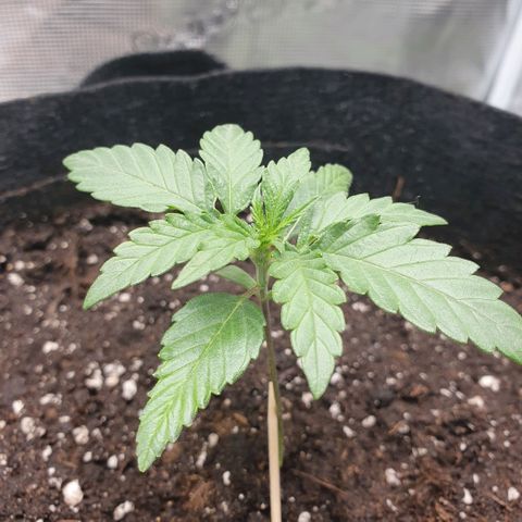 Gorilla Cookies Auto growlog timeline photo