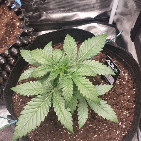 Gorilla Cookies Auto growlog timeline photo