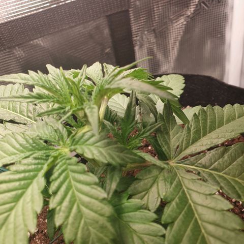 Gorilla Cookies Auto growlog timeline photo