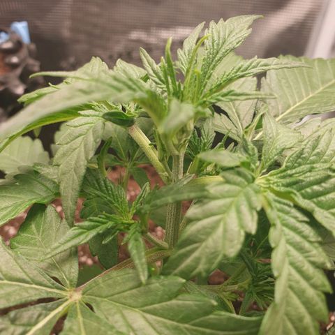 Gorilla Cookies Auto growlog timeline photo