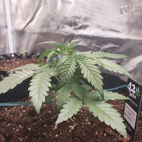 Gorilla Cookies Auto growlog timeline photo