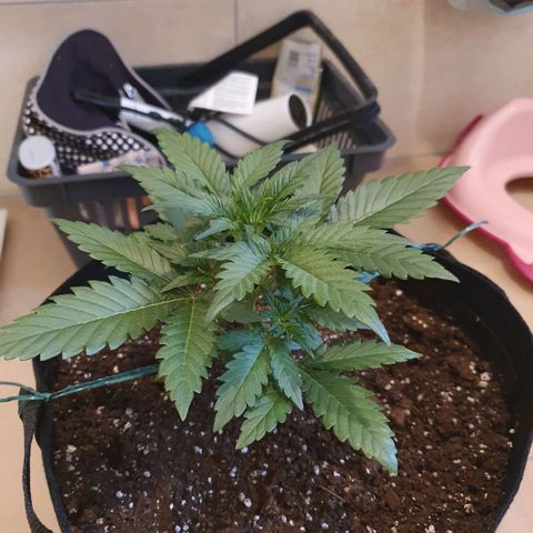 Gorilla Cookies Auto growlog timeline photo