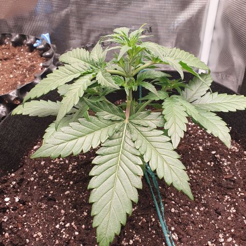 Gorilla Cookies Auto growlog photo: Schnelles Wachstum der Pflanze👍
Aber Vorsicht wegen dem Dünger, Terra Grow gebe ich 1ml/l weniger wie angegeben.
Zusätzliches Düngemittel, PURE ZYM, ROOTS mach Schema 1ml/l
