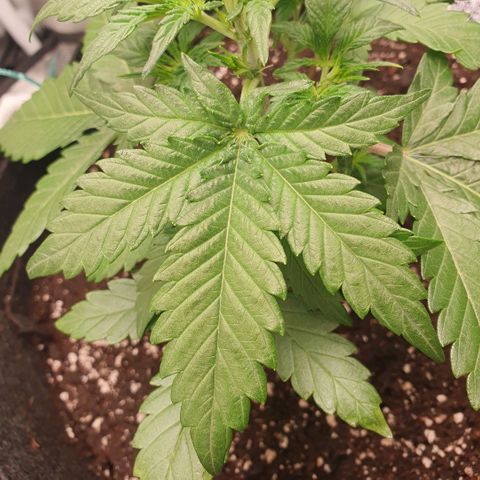 Gorilla Cookies Auto growlog photo: Schnelles Wachstum der Pflanze👍
Aber Vorsicht wegen dem Dünger, Terra Grow gebe ich 1ml/l weniger wie angegeben.
Zusätzliches Düngemittel, PURE ZYM, ROOTS mach Schema 1ml/l