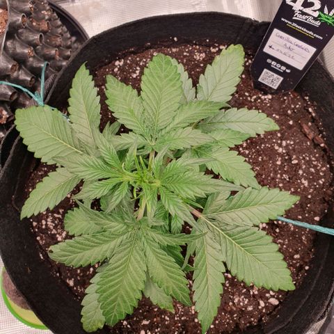 Gorilla Cookies Auto growlog photo: Schnelles Wachstum der Pflanze👍
Aber Vorsicht wegen dem Dünger, Terra Grow gebe ich 1ml/l weniger wie angegeben.
Zusätzliches Düngemittel, PURE ZYM, ROOTS mach Schema 1ml/l
