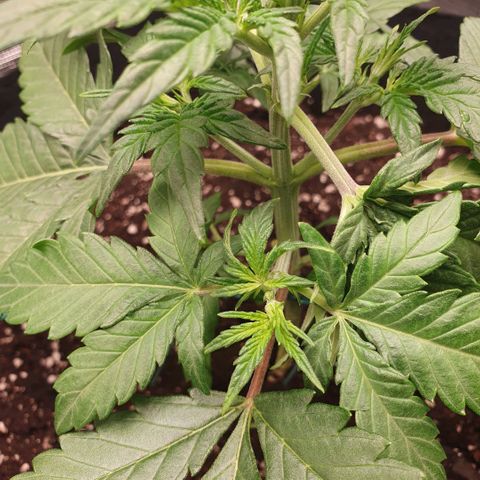 Gorilla Cookies Auto growlog photo: Schnelles Wachstum der Pflanze👍
Aber Vorsicht wegen dem Dünger, Terra Grow gebe ich 1ml/l weniger wie angegeben.
Zusätzliches Düngemittel, PURE ZYM, ROOTS mach Schema 1ml/l