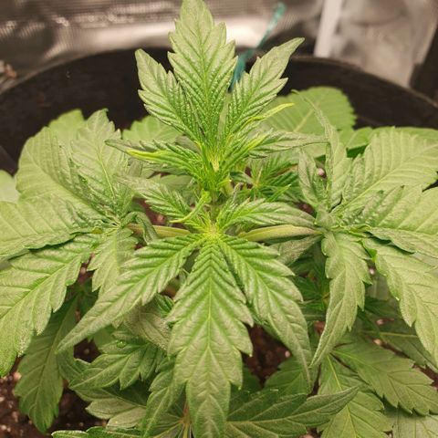 Gorilla Cookies Auto growlog photo: Schnelles Wachstum der Pflanze👍
Aber Vorsicht wegen dem Dünger, Terra Grow gebe ich 1ml/l weniger wie angegeben.
Zusätzliches Düngemittel, PURE ZYM, ROOTS mach Schema 1ml/l