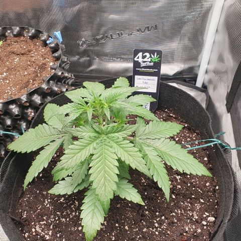 Gorilla Cookies Auto growlog photo: Schnelles Wachstum der Pflanze👍
Aber Vorsicht wegen dem Dünger, Terra Grow gebe ich 1ml/l weniger wie angegeben.
Zusätzliches Düngemittel, PURE ZYM, ROOTS mach Schema 1ml/l