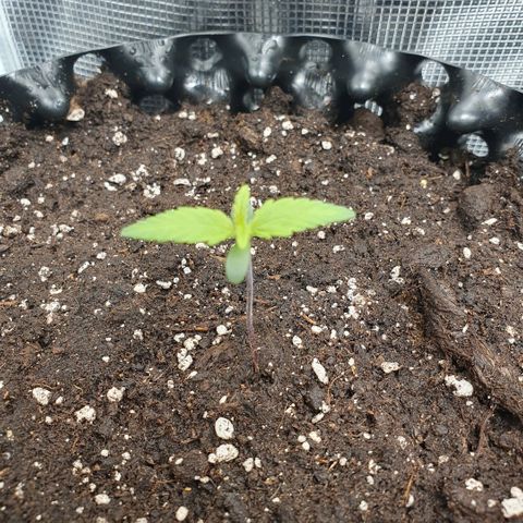 Banana Purple Punch Auto growlog timeline photo
