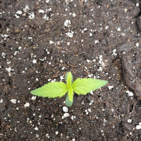 Banana Purple Punch Auto growlog timeline photo