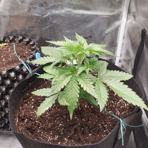 Gorilla Cookies Auto growlog timeline photo