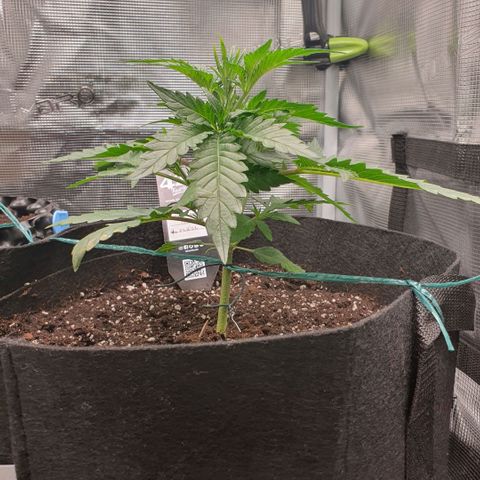 Gorilla Cookies Auto growlog timeline photo