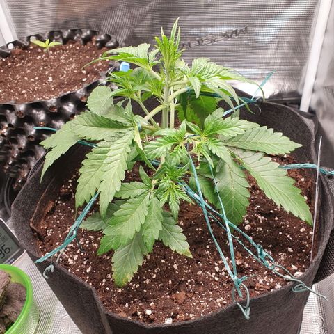 Gorilla Cookies Auto growlog timeline photo