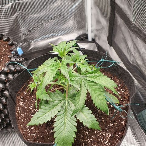 Gorilla Cookies Auto growlog timeline photo