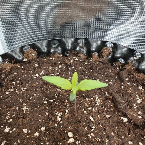 Banana Purple Punch Auto growlog timeline photo