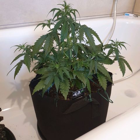 Gorilla Cookies Auto growlog photo: Die Lady macht sich sehr gut bis jetzt.
Ich habe weniger Dünger wie angegeben benutzt,
die Pflanze nur mit Draht gebunden(LST), ohne Blätter abzuschneiden.
Licht bekommt die Blume gänzlich 100Watt