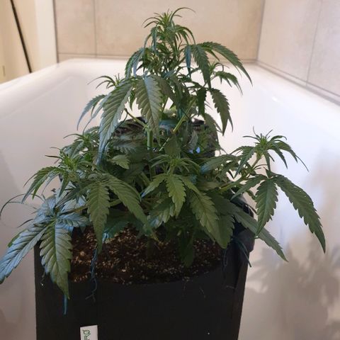 Gorilla Cookies Auto growlog photo: Die Lady macht sich sehr gut bis jetzt.
Ich habe weniger Dünger wie angegeben benutzt,
die Pflanze nur mit Draht gebunden(LST), ohne Blätter abzuschneiden.
Licht bekommt die Blume gänzlich 100Watt