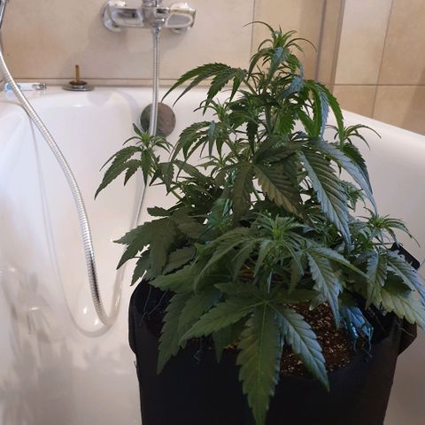 Gorilla Cookies Auto growlog photo: Die Lady macht sich sehr gut bis jetzt.
Ich habe weniger Dünger wie angegeben benutzt,
die Pflanze nur mit Draht gebunden(LST), ohne Blätter abzuschneiden.
Licht bekommt die Blume gänzlich 100Watt