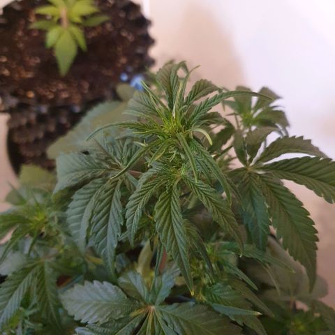 Gorilla Cookies Auto growlog photo: Die Lady macht sich sehr gut bis jetzt.
Ich habe weniger Dünger wie angegeben benutzt,
die Pflanze nur mit Draht gebunden(LST), ohne Blätter abzuschneiden.
Licht bekommt die Blume gänzlich 100Watt