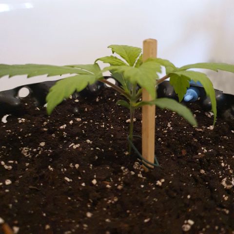 Banana Purple Punch Auto growlog photo: Leicht gelbe Blätter 