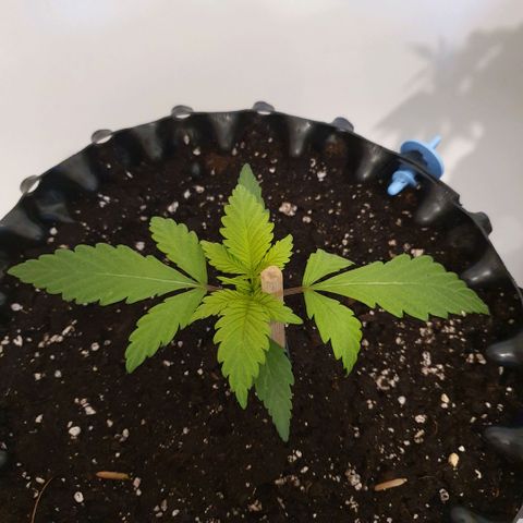 Banana Purple Punch Auto growlog photo: Leicht gelbe Blätter 
