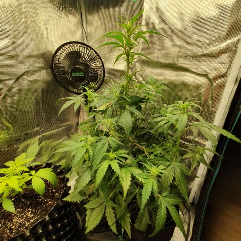 Gorilla Cookies Auto growlog timeline photo