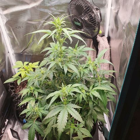 Gorilla Cookies Auto growlog timeline photo
