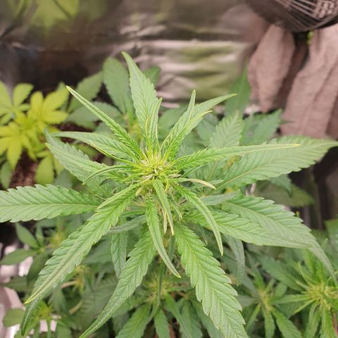 Gorilla Cookies Auto growlog timeline photo
