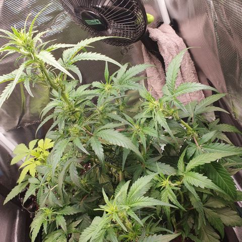 Gorilla Cookies Auto growlog timeline photo